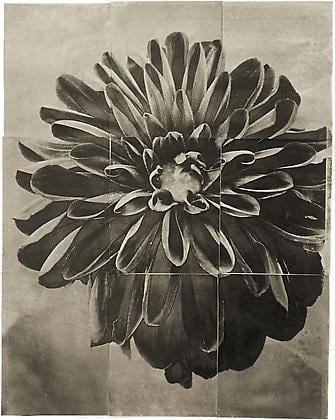 Dahlia, from the series &quot;Reconstructions,&quot;platinum palladium print on handmade Japanese gampi, sewn on Japanese washi