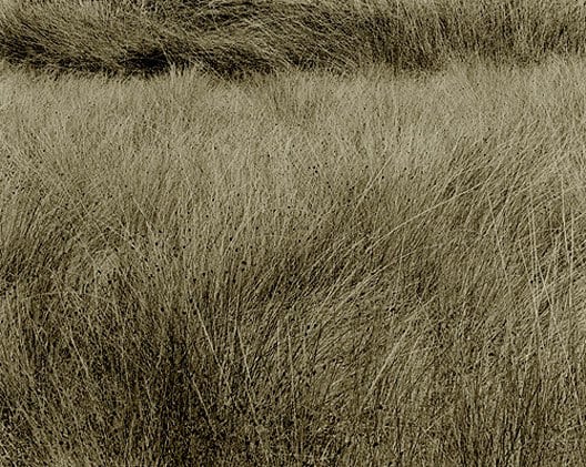 Summer Grass, Lozere, France, 1996, 