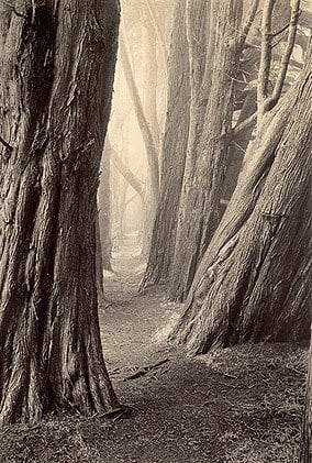 Cypress Path sepia toned gelatin silver print