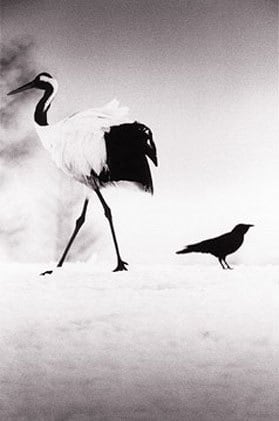 Red Crowned Crane #6, Hokkaido, Japan, 2002