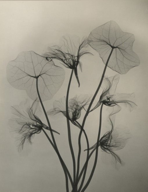 Nasturtiums, 1937