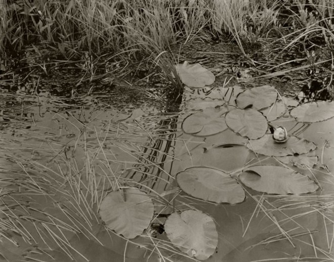 Water Lily, Quebec, Canada, 1992