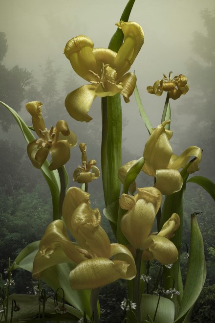 Tulipa, 2023