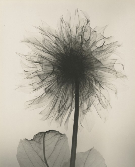 Dahlia, 1938