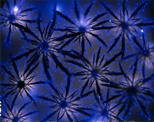 Eryngium Matrix, 2005, chromogenic print