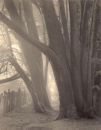 Trail to Stengel Beach, Sepia toned gelatin silver print, 7 x 5 inches