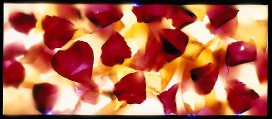 Mitch&#039;s Roses, 2004, chromogenic print