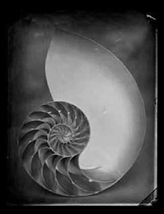 Shell, 1994 gelatin silver print