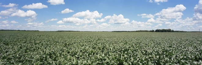 Cornfield, County Road 108, Ottertail County, Minnesota