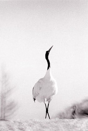 Red Crowned Crane #9, Hokkaido, Japan, 2002