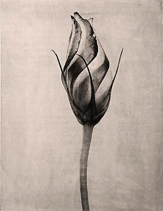 Lisianthus Bud, from the series &quot;Reconstructions,&quot;platinum palladium print on handmade Japanese gampi