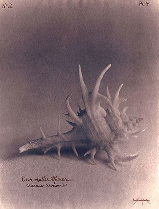 Deer Antler Murex, 2003