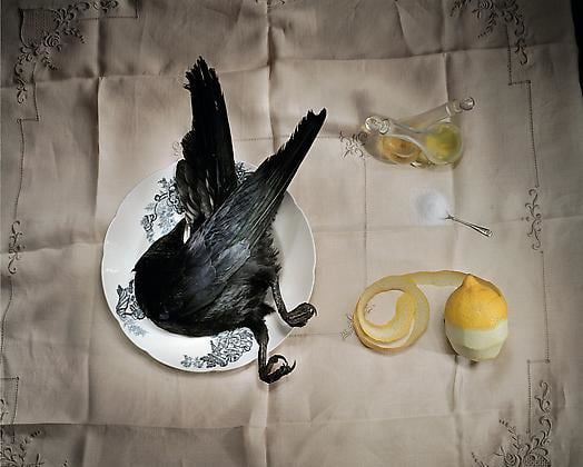 Crow with salt, 2003