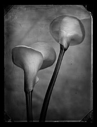 Calla Lily, 1998