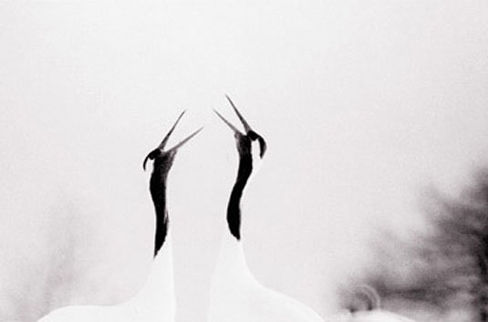 Red Crowned Crane #12, Hokkaido, Japan, 2002