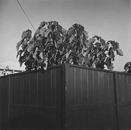 Santa Monica, CA (Levitated Bush), 1974