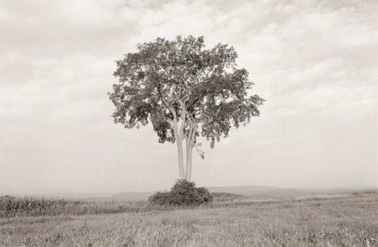 American Elm, Summer, 1993