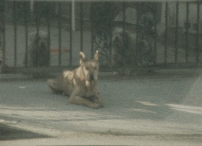 Sam Falls&rsquo; Untitled (Absence of Evidence is Evidence of Absence) supplies &ldquo;Concrete Island&rdquo; with something absolutely socially essential in here: a dog. A meandering video showing a lost dog is an exercise in pure d&eacute;rive. To get out of the house for a while, Falls would drive in a random direction for an hour or so, and then document the area where he ended up with a roll of Super 8, later splicing them together into short lms. An in nite loop of a segment of a Spiritualized song is our lonesome animal&rsquo;s soundtrack, and the effect is both melancholic and transcendental.&nbsp;