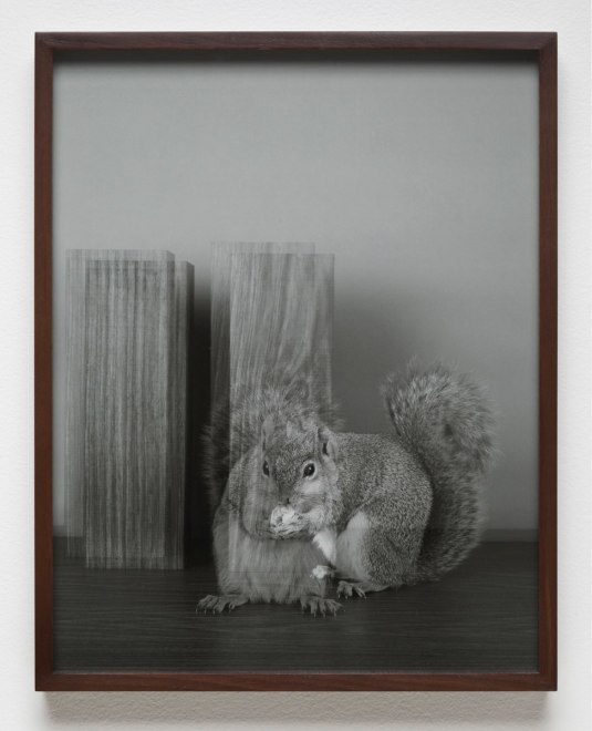 Elad Lassry Squirrel 90046, 2012