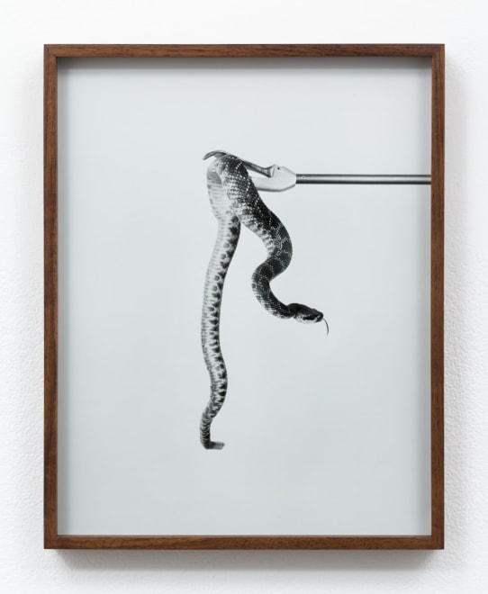 Elad Lassry Untitled (Rattlesnake B), 2015