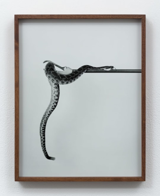 Elad Lassry Untitled (Rattlesnake A), 2015