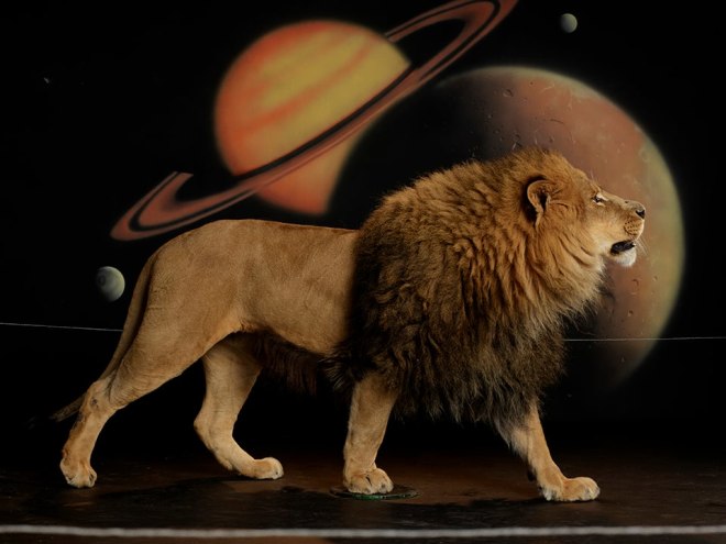 Lion (Body) 1,&nbsp;2022, Duratrans on lightbox