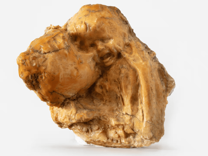 Medardo Rosso at mumok