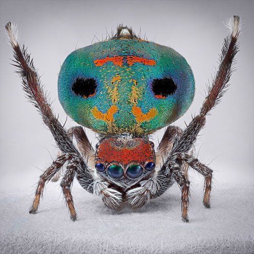 Maria Fernanda Cardoso. Spiders of Paradise