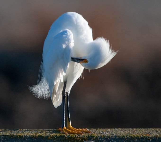 Egrets