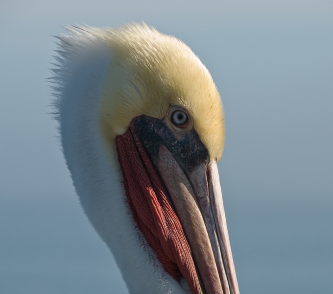 Pelicans