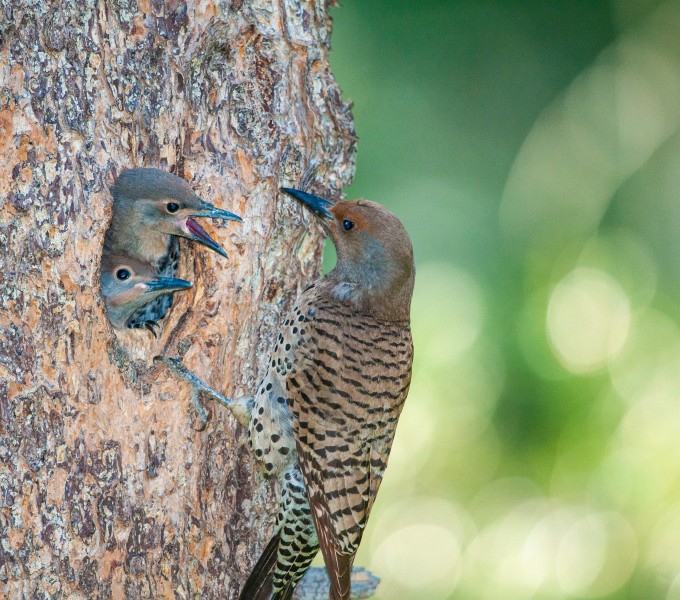 Woodpeckers
