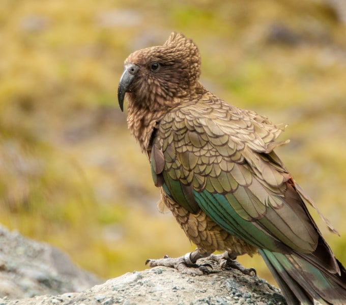 Parrots &amp; Allies