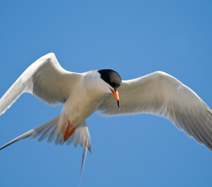 Terns