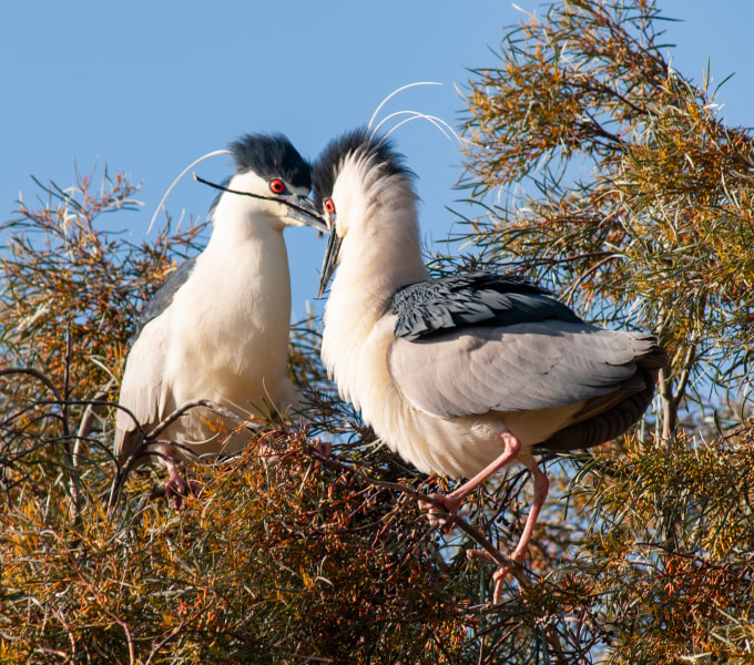 Herons