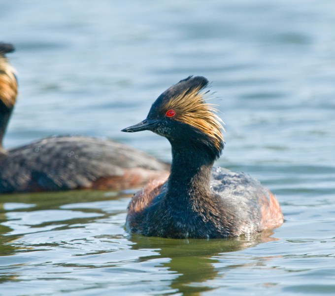 Grebes, Cormorants, Loons