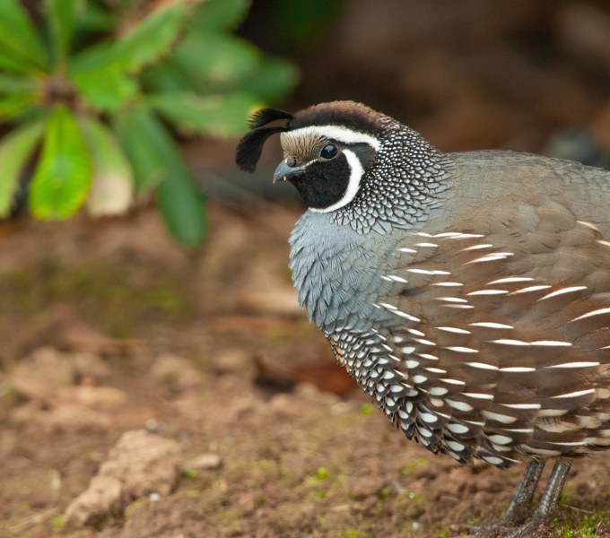 Quail, Doves, Pheasants, Turkeys
