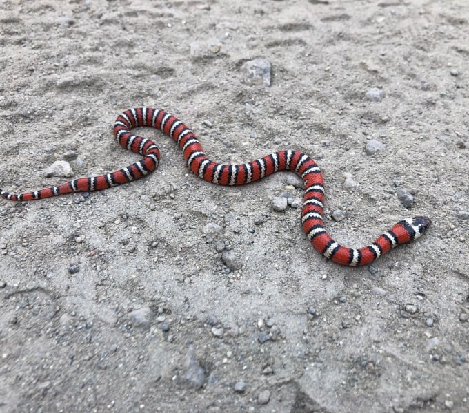 Reptiles &amp; Amphibians