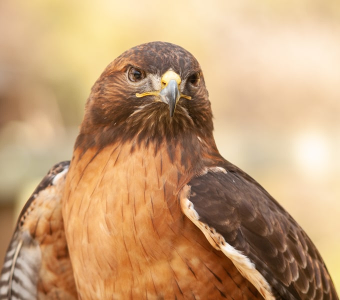 Hawks &amp; Harriers