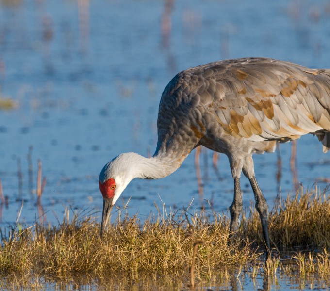 Cranes, Flamingos, Spoonbills, Storks
