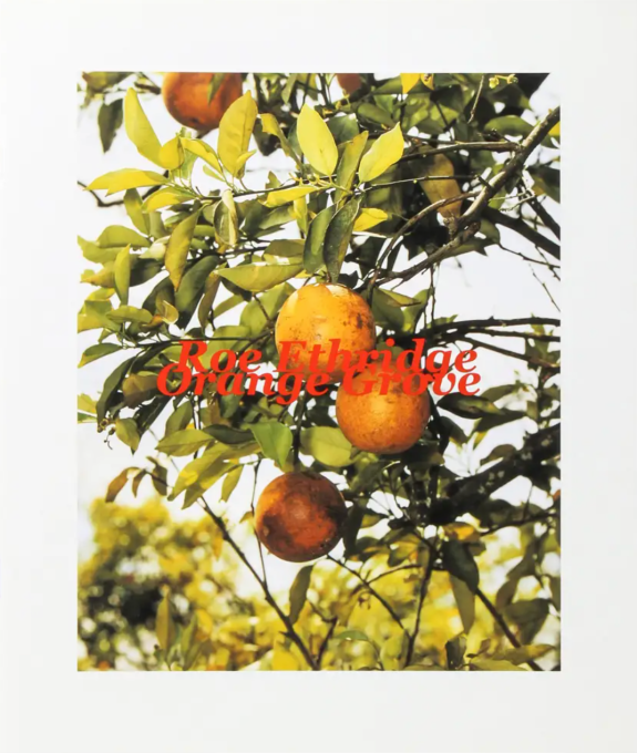 Roe Ethridge: Orange Grove