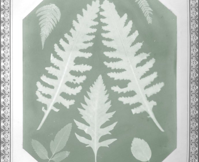Amelia E. BERGNER (American, 1853-1923) Seven botanical specimens, circa 1877 Photogram on chromate based printing-out paper, 28.9 x 22.9 cm