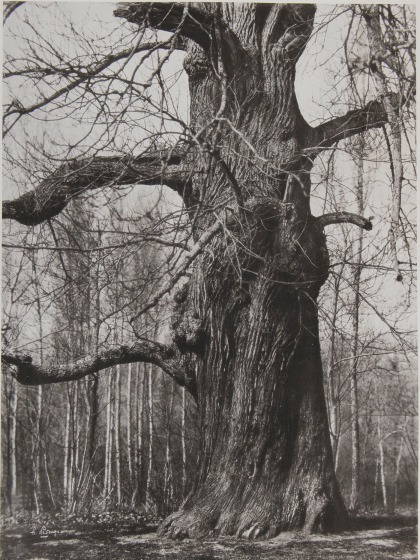 Henri LE SECQ (French, 1818-1882) Le chêne dénudé, 1870s, waxed paper negative 1850s Photolithograph 51.2 X 37.8 cm