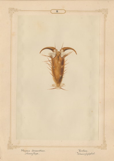 Ernst HEEGER (Austrian, 1783-1866) "Musca Domestica. Tarfus." (Foot of house fly), 1860 Hand-colored salt print from a glass negative 20.0 x 13.3 cm