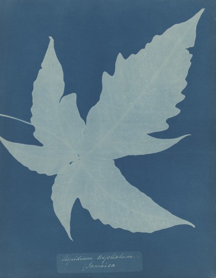 Anna Atkins