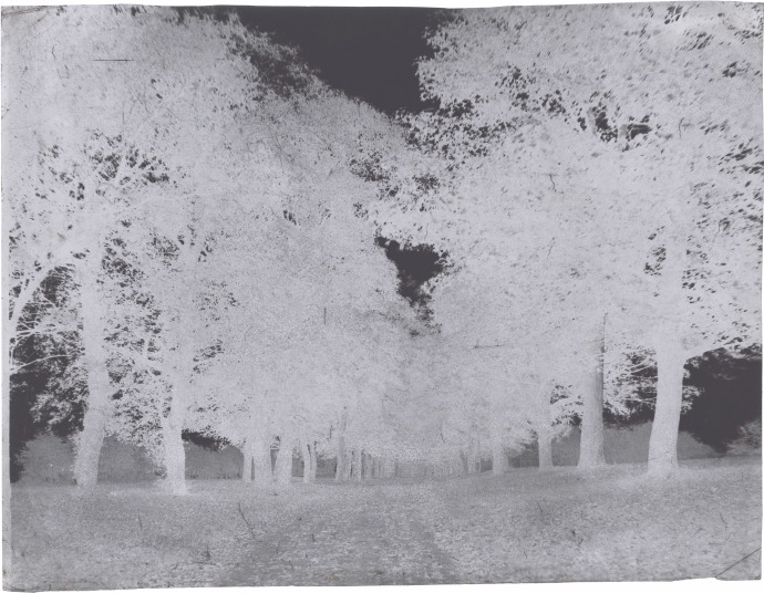 Attributed to Dr. Thomas KEITH (Scottish, 1827-1895) Avenue of trees, Arniston House, 1853-1856 Waxed paper negative 21.4 x 27.5 cm