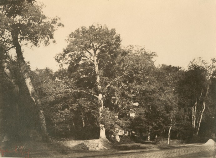 Gustave LE GRAY (French, 1820-1884) "Le Hêtre, Fontainebleau", early 1850s Albumen or coated salt print from a waxed paper negative 20.0 x 27.2 cm mounted on 41.7 x 56.8 cm paper