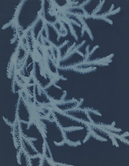 Bertha E. JAQUES (American, 1863-1941) "Ground Pine, Northern Michigan", 1905-1915 Cyanotype photogram 24.2 x 19.0 cm