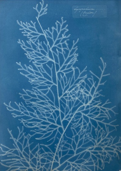 Anna ATKINS (English, 1799-1871) "Lycopodium (Ceylon)", circa 1851-1854 Cyanotype photogram 35.1 x 25.0 cm