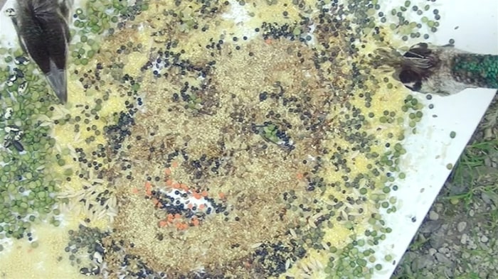 Peacock Museum The Department of Education , 2015 (still)