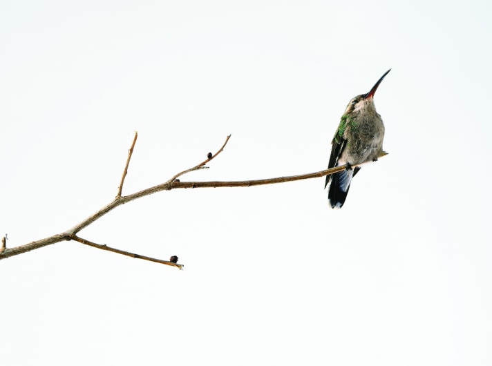 fernando_ortega_colibri_inducido_a_sueño_profundo_2006